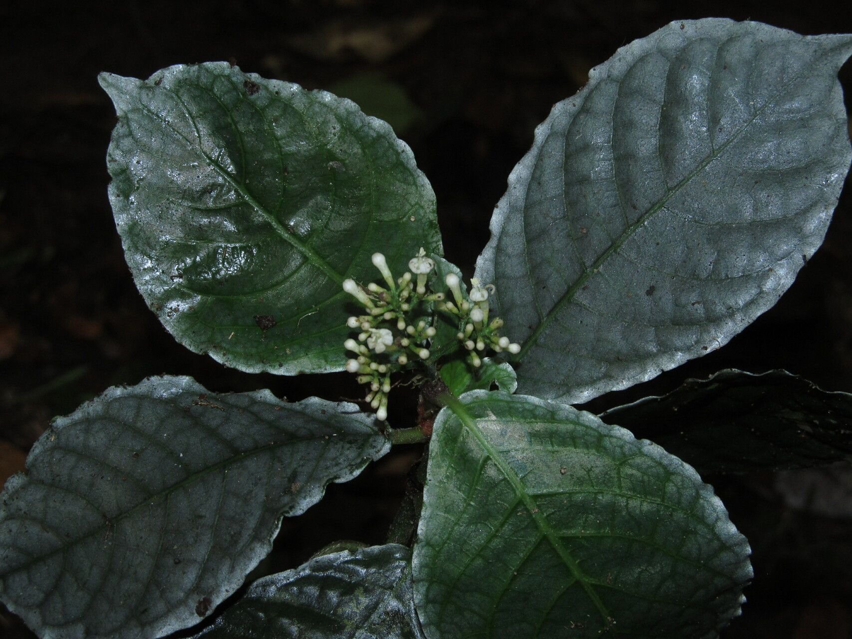 Psychotria verschuerenii — houseplant care guide