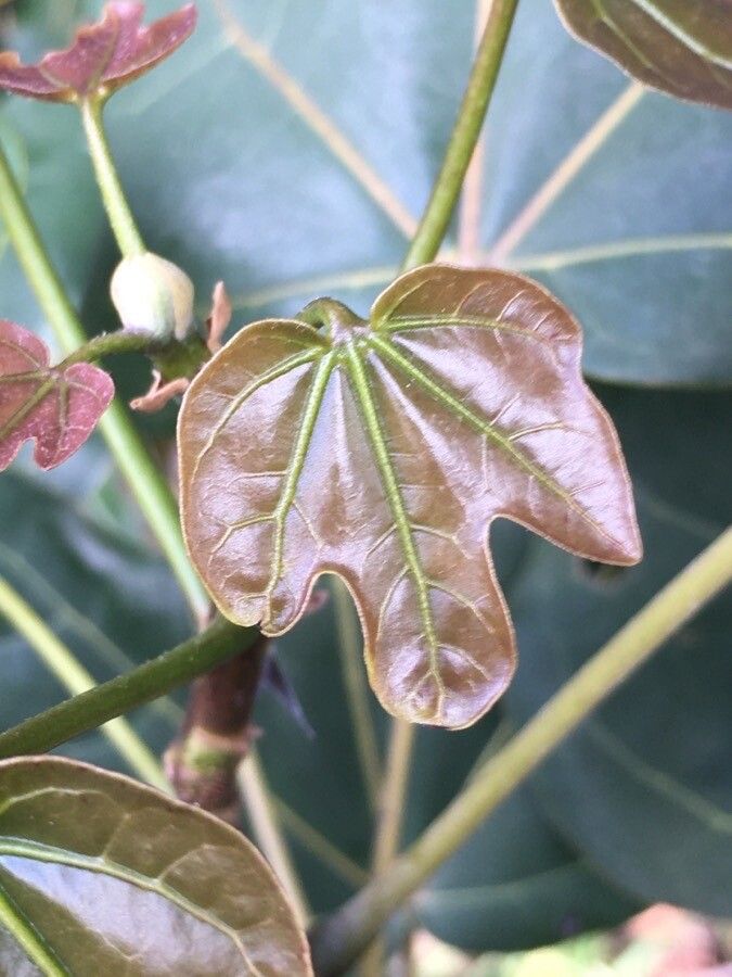 Acropogon bullatus — houseplant care guide