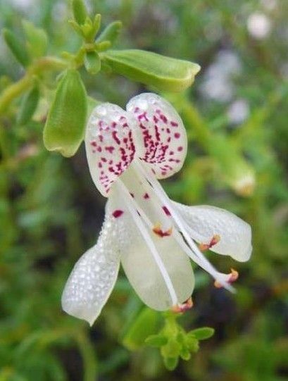 Dicerandra frutescens flower