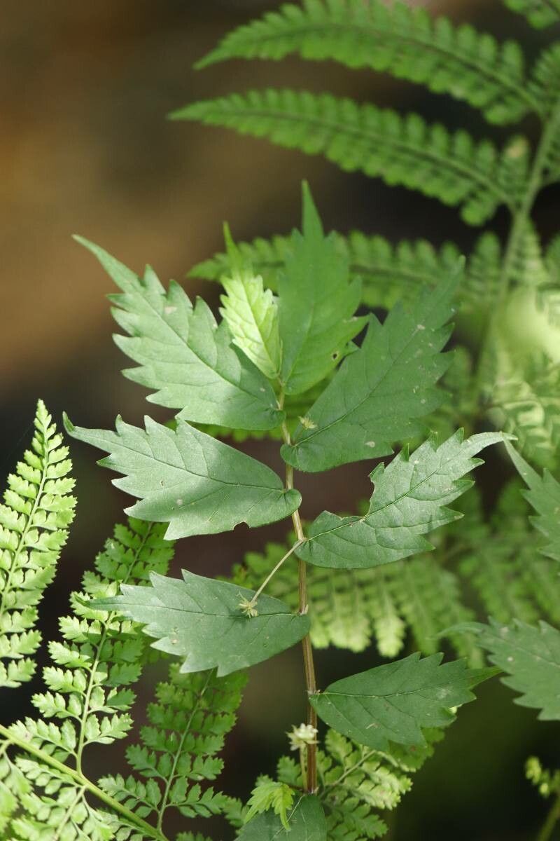 Elatostema umbellatum — houseplant care guide