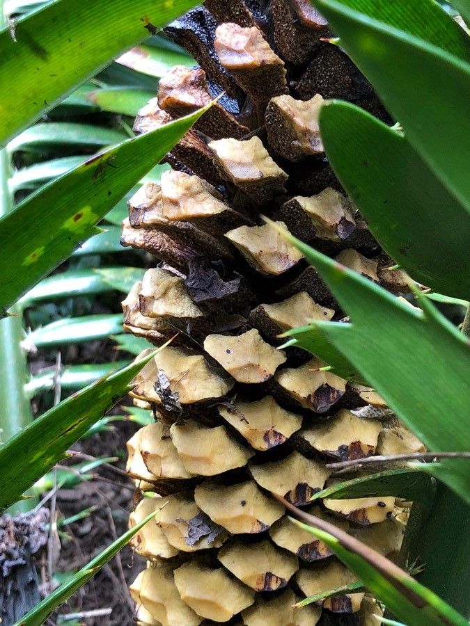 Encephalartos kisambo fruit