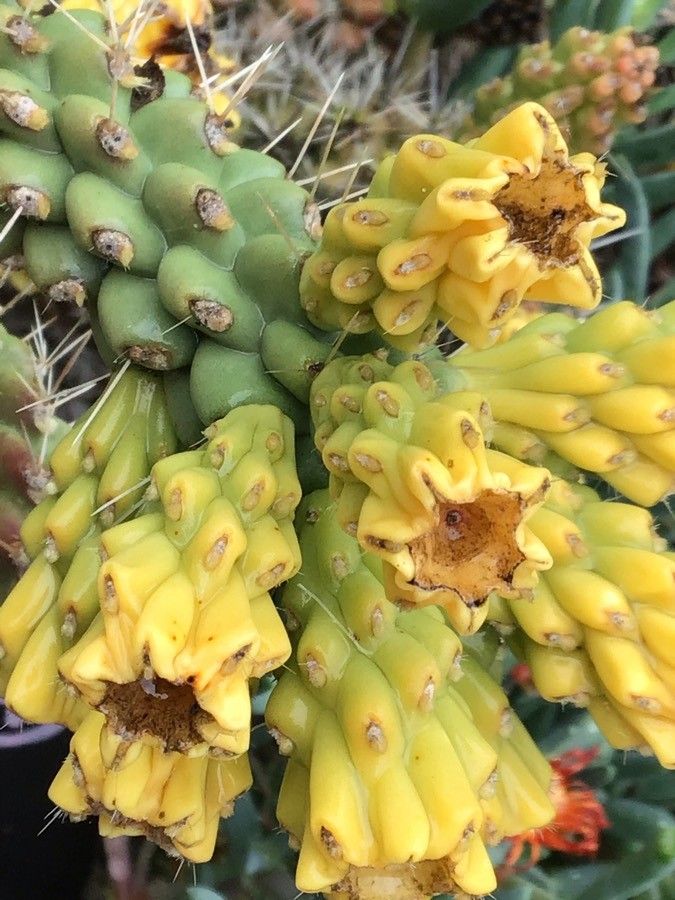 Cylindropuntia ramosissima leaf
