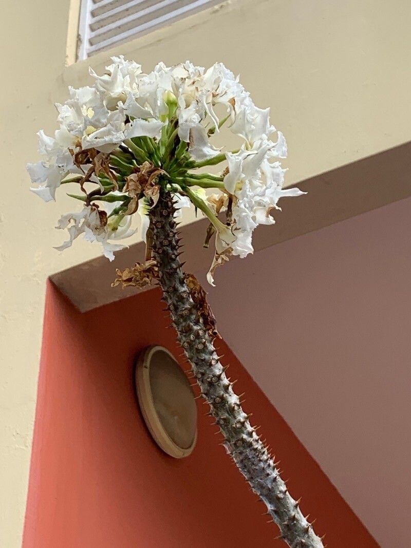 Pachypodium lealii flower