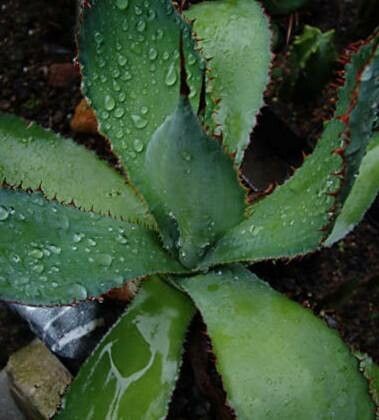 Agave bovicornuta — houseplant care guide