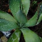 Agave bovicornuta