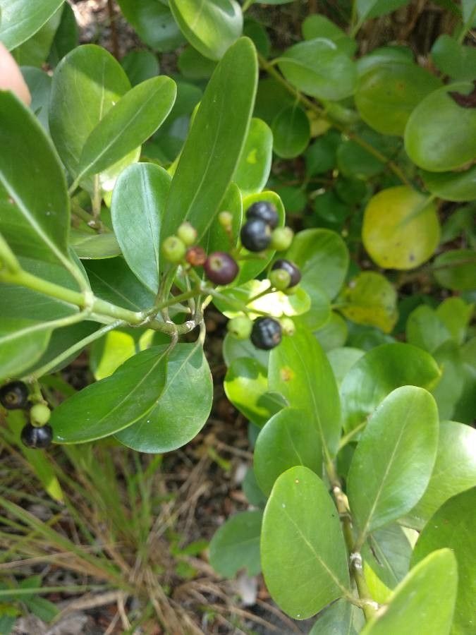 Erithalis fruticosa fruit