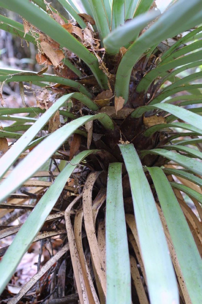 Yucca madrensis habit