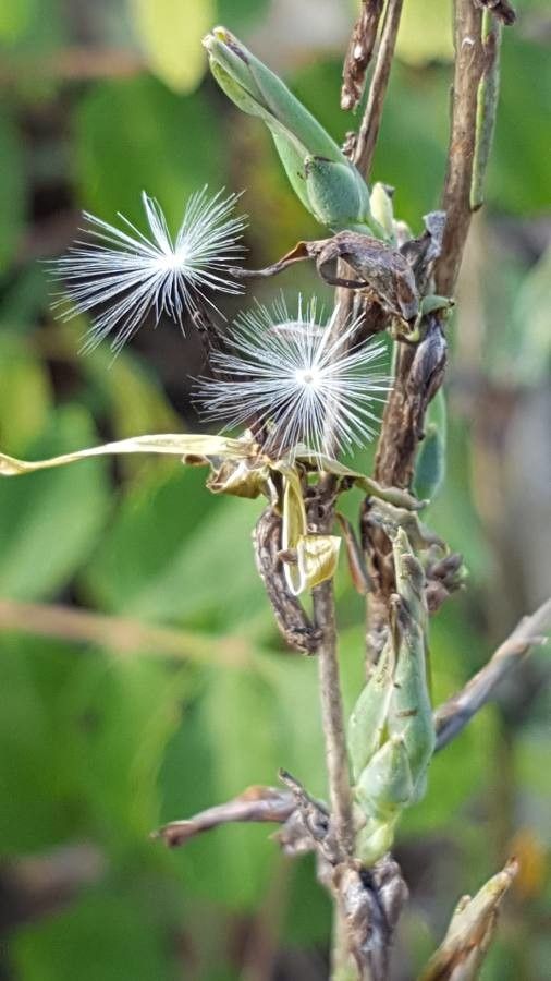 Lactuca viminea fruit