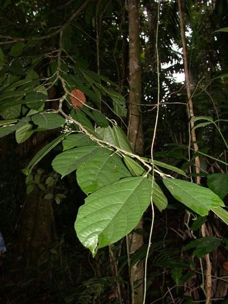 Quararibea ochrocalyx leaf