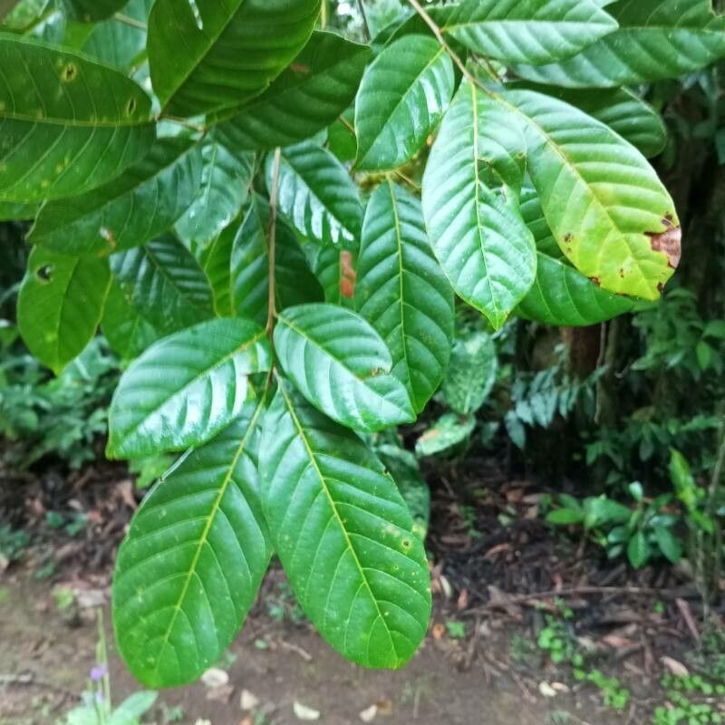 Cupania juglandifolia — houseplant care guide