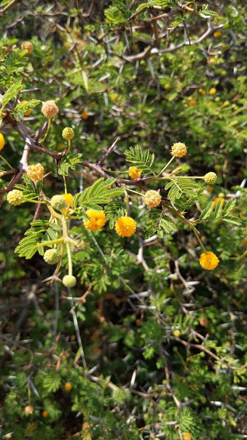 Vachellia aroma flower