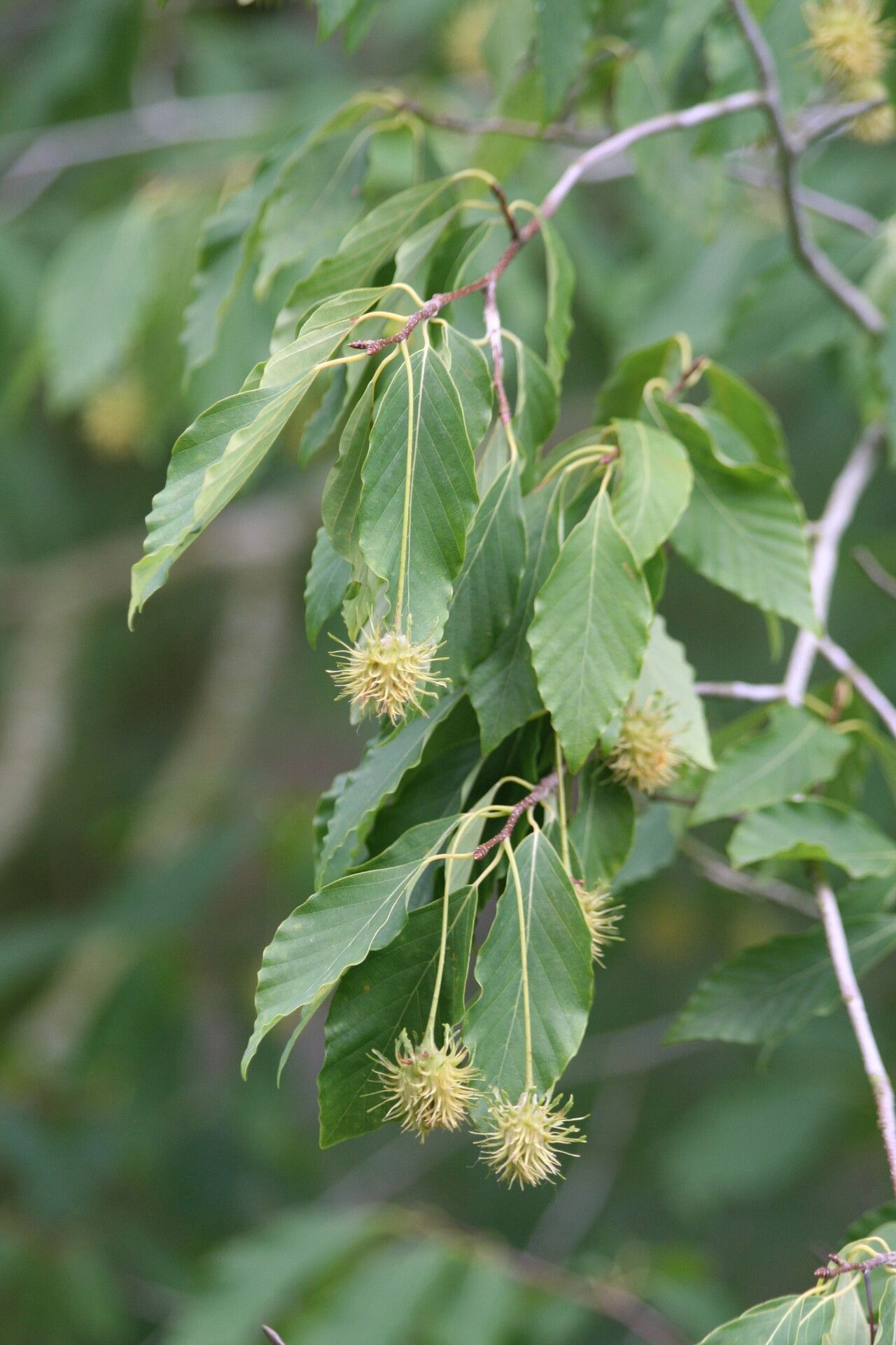 Fagus engleriana flower