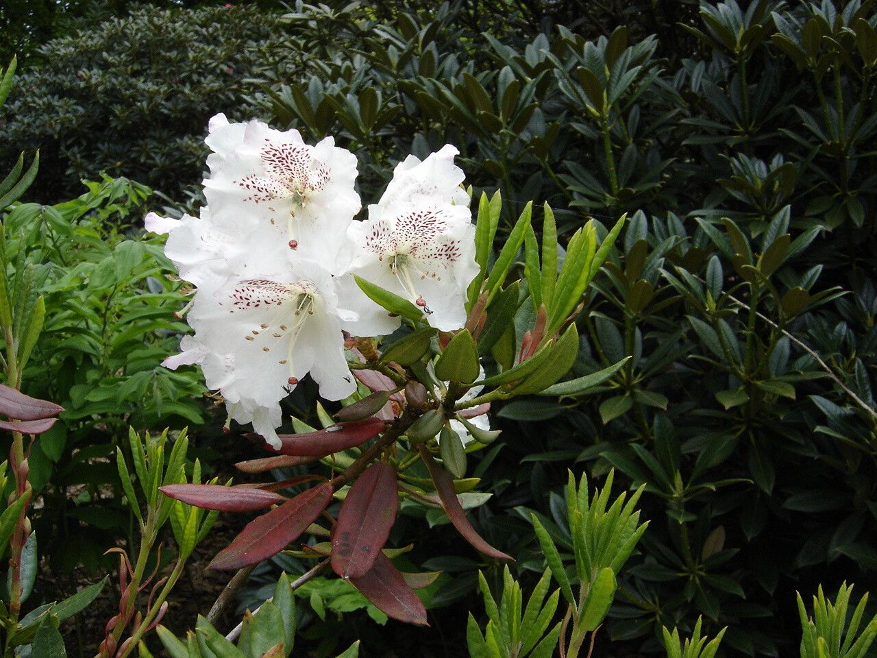 Rhododendron aberconwayi