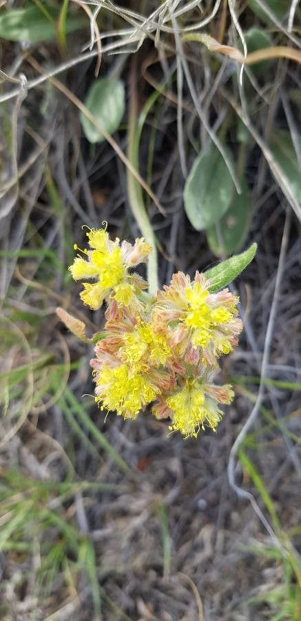 Eriogonum flavum flower