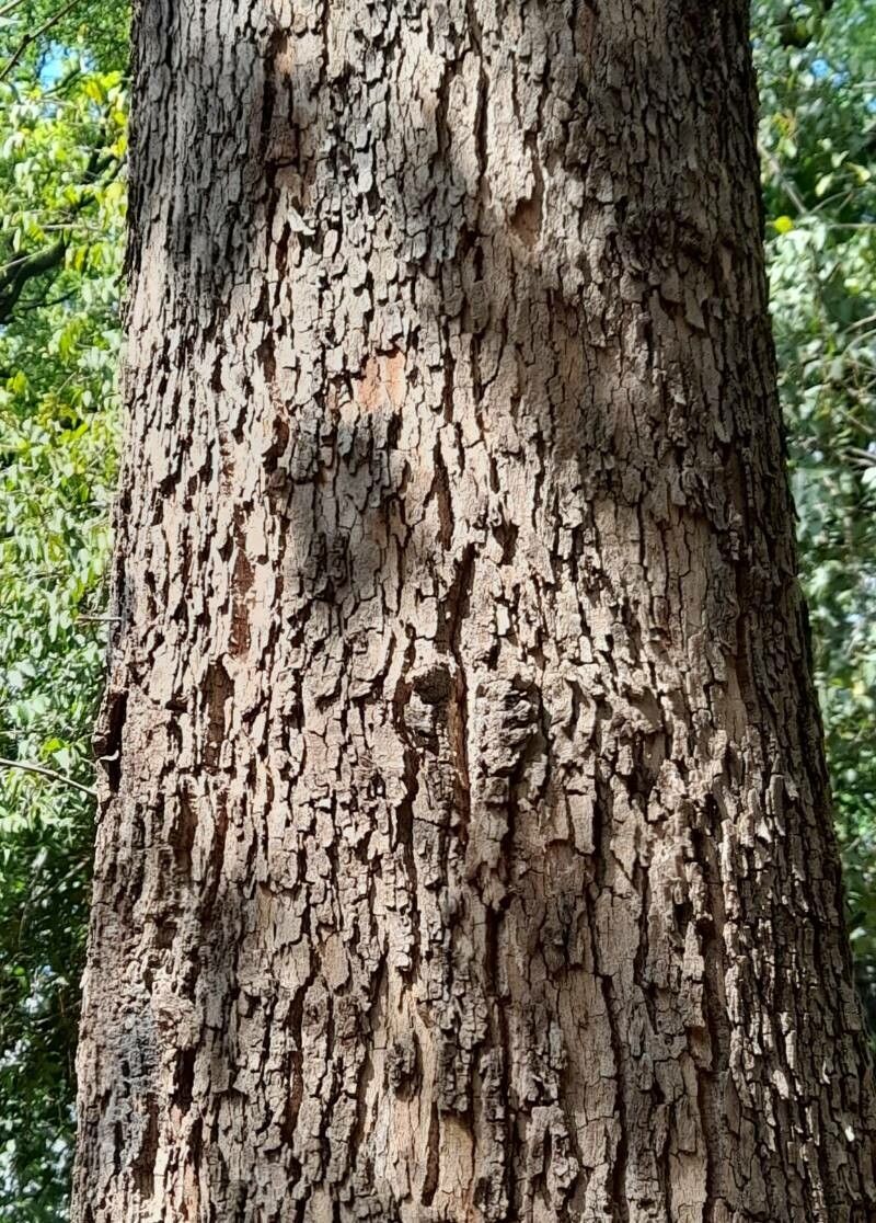 Platanus mexicana bark