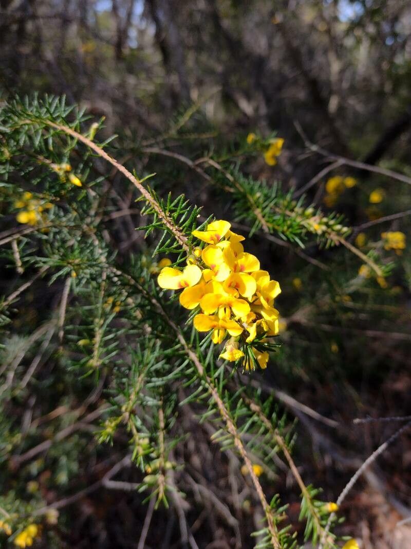 Dillwynia floribunda flower