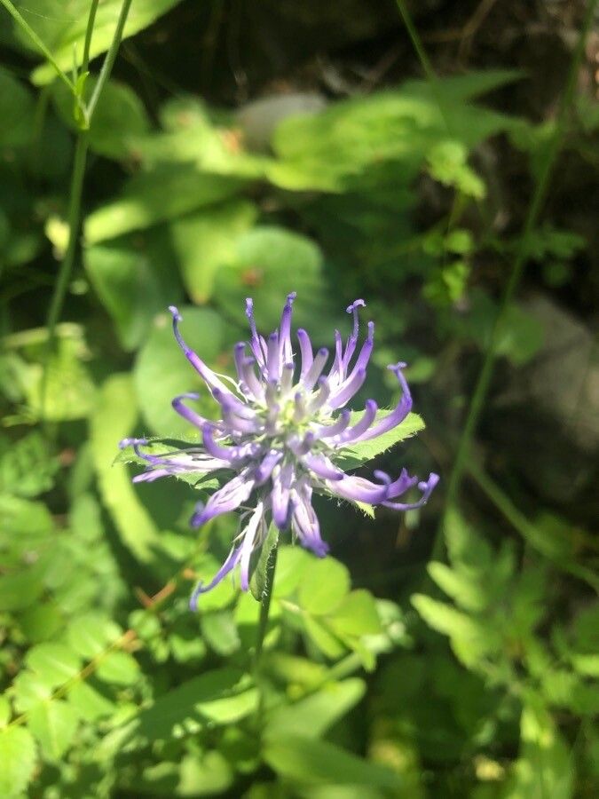 Phyteuma scheuchzeri flower