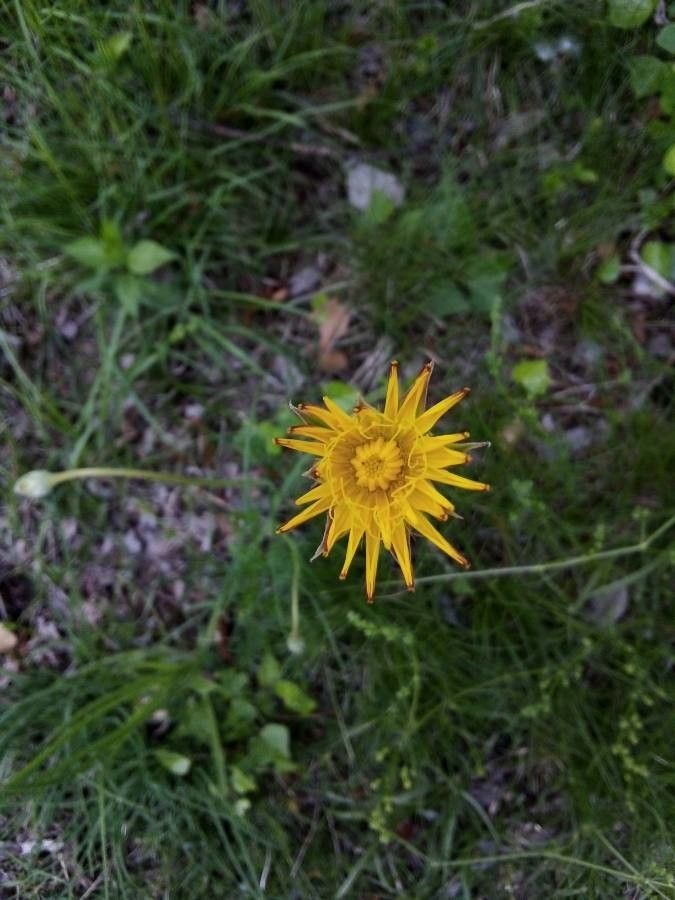 Scorzonera villosa flower