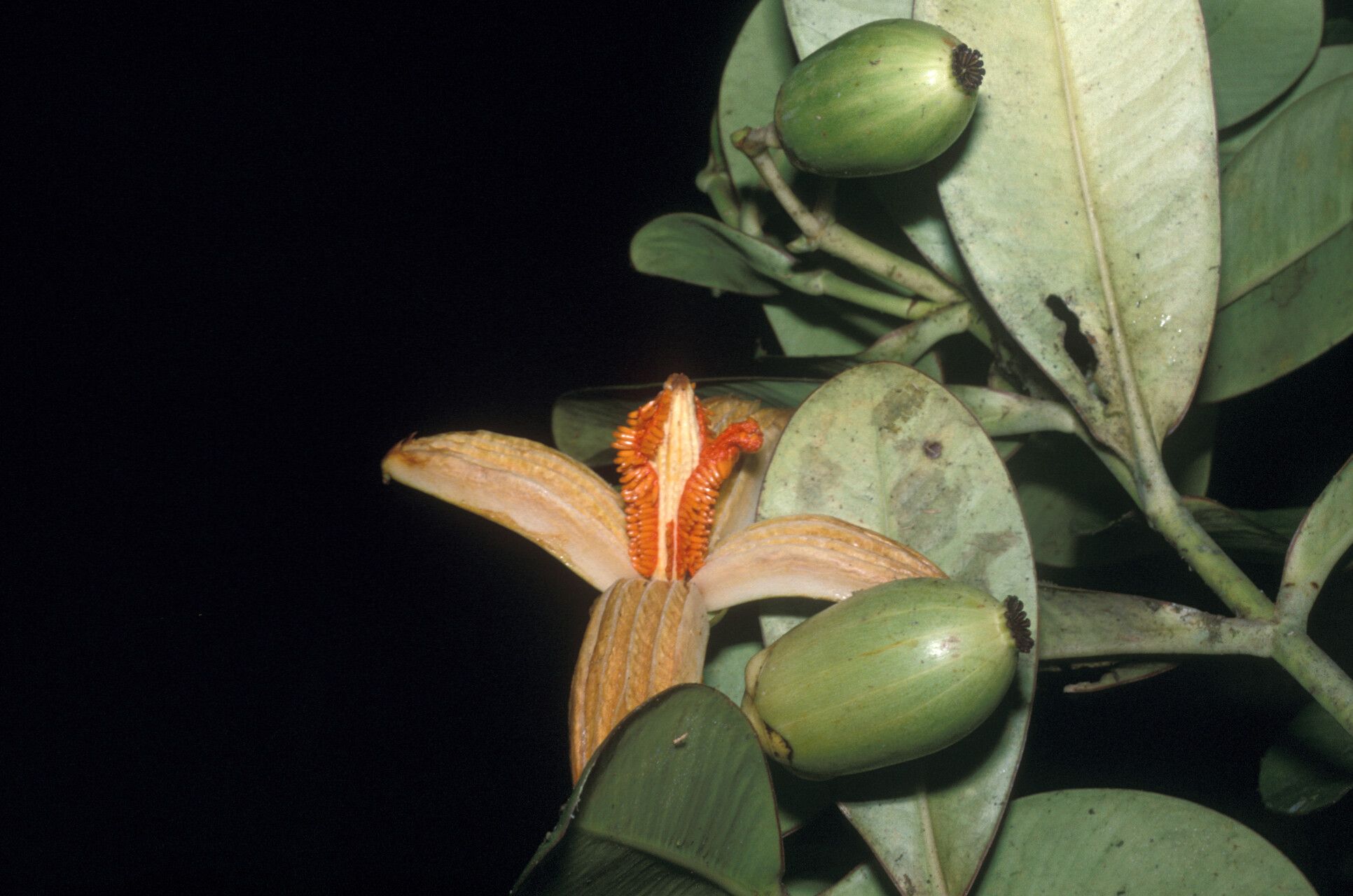 Clusia cuneata fruit