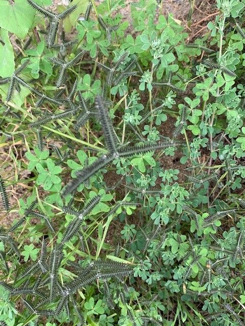 Dactyloctenium aegyptium — search result for 'Poaceae'