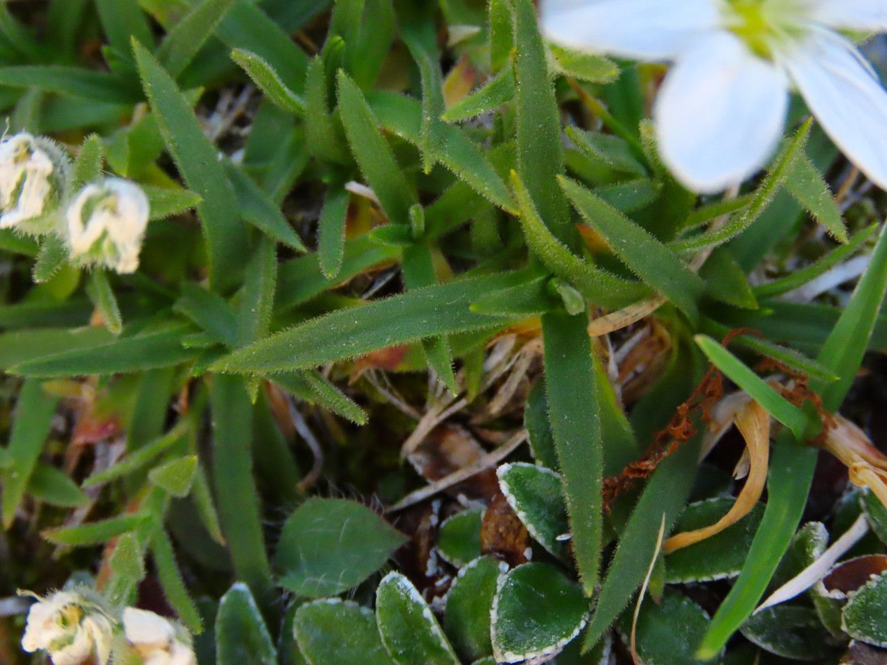 Minuartia graminifolia — houseplant care guide