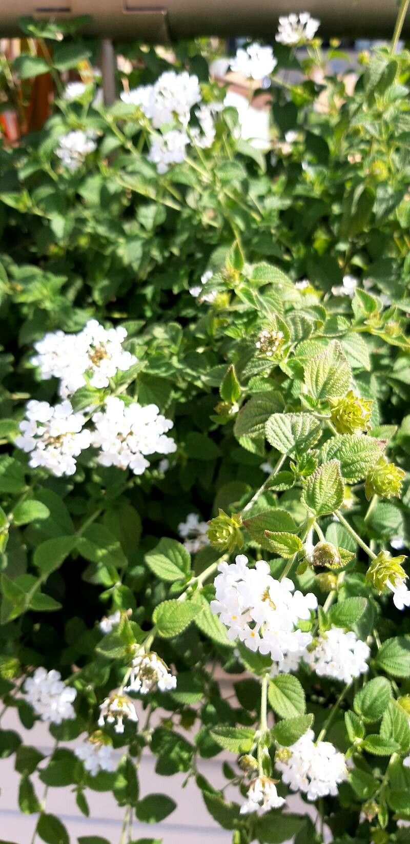Lantana velutina flower