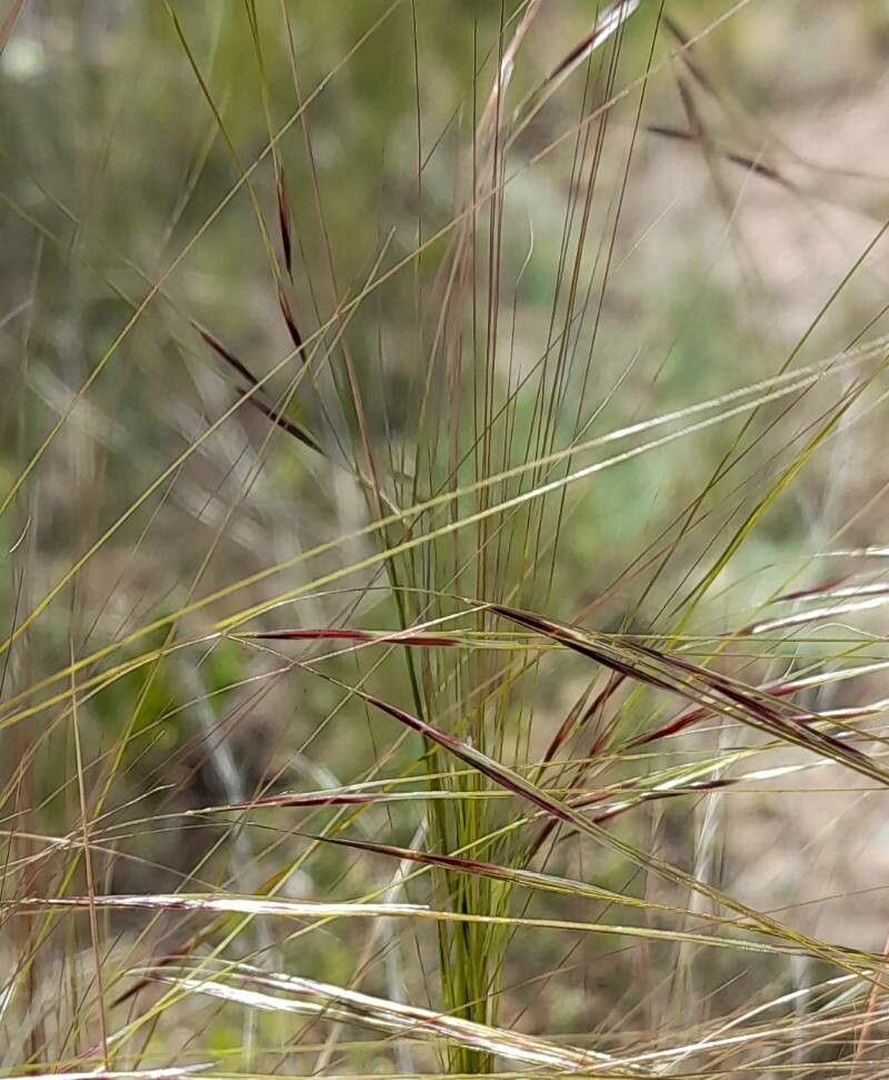 Nassella neesiana fruit