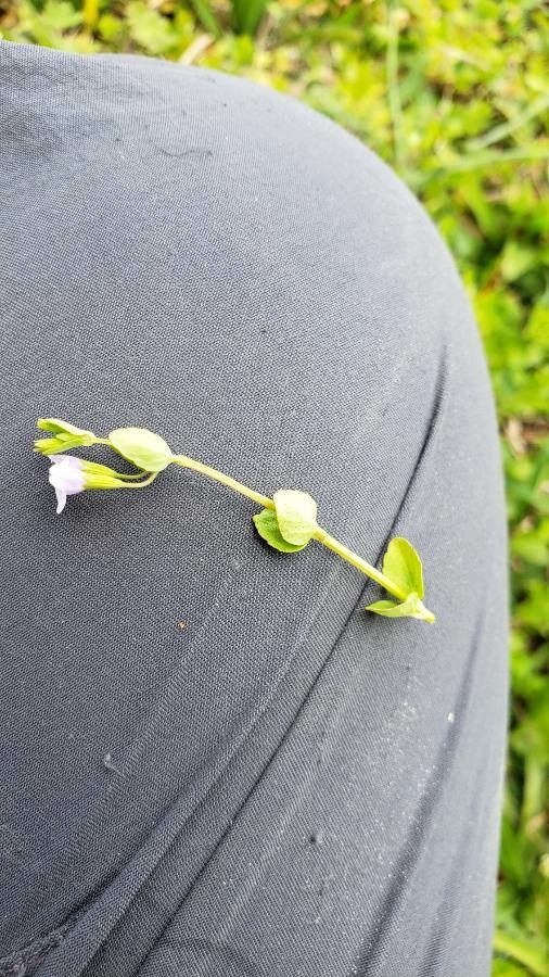 Clinopodium brownei habit