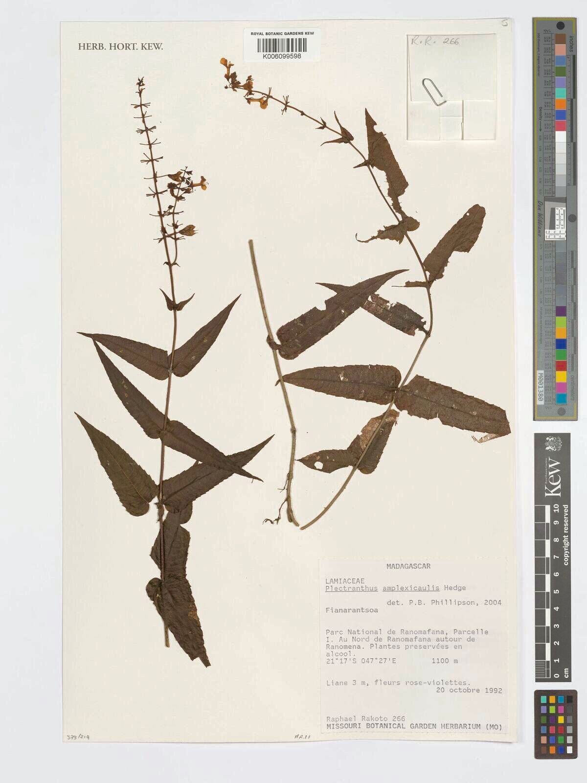 Plectranthus amplexicaulis