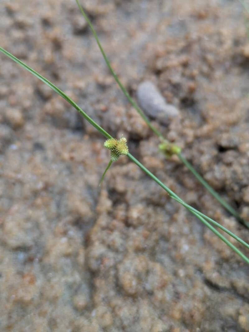 Cyperus subsquarrosus flower