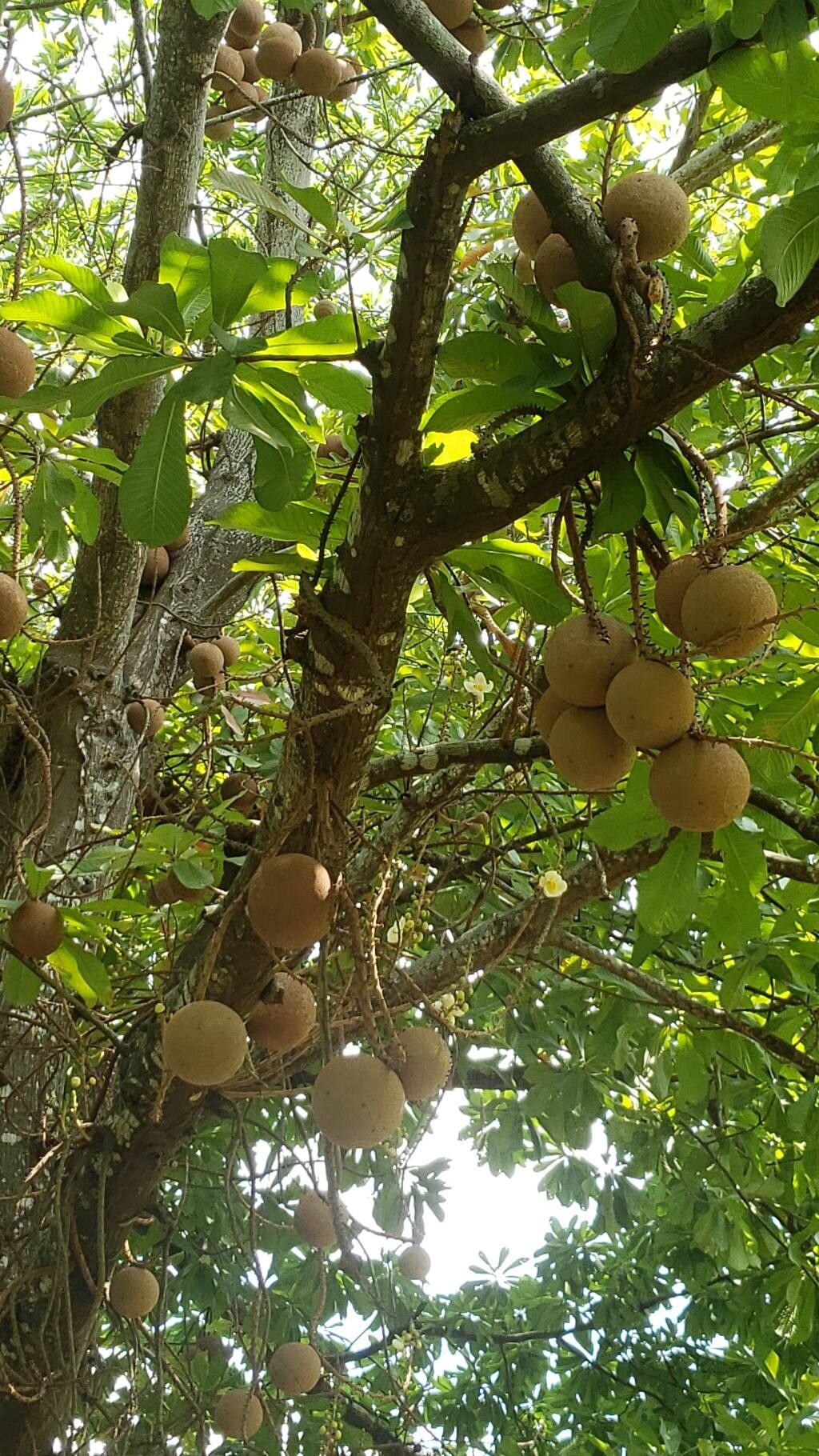 Couroupita subsessilis fruit