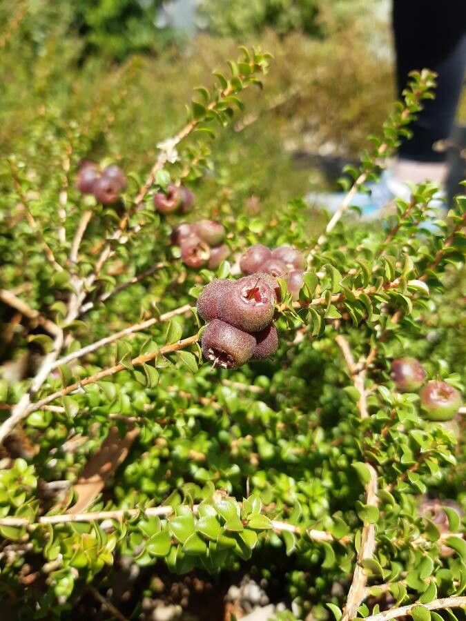 Kunzea pomifera — houseplant care guide