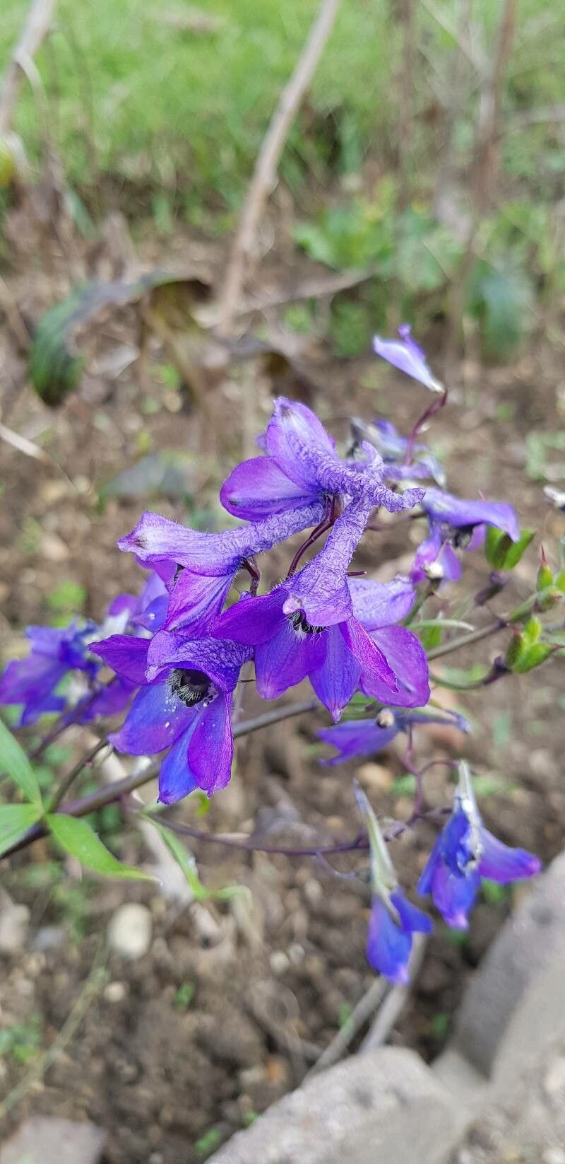 Delphinium formosum flower