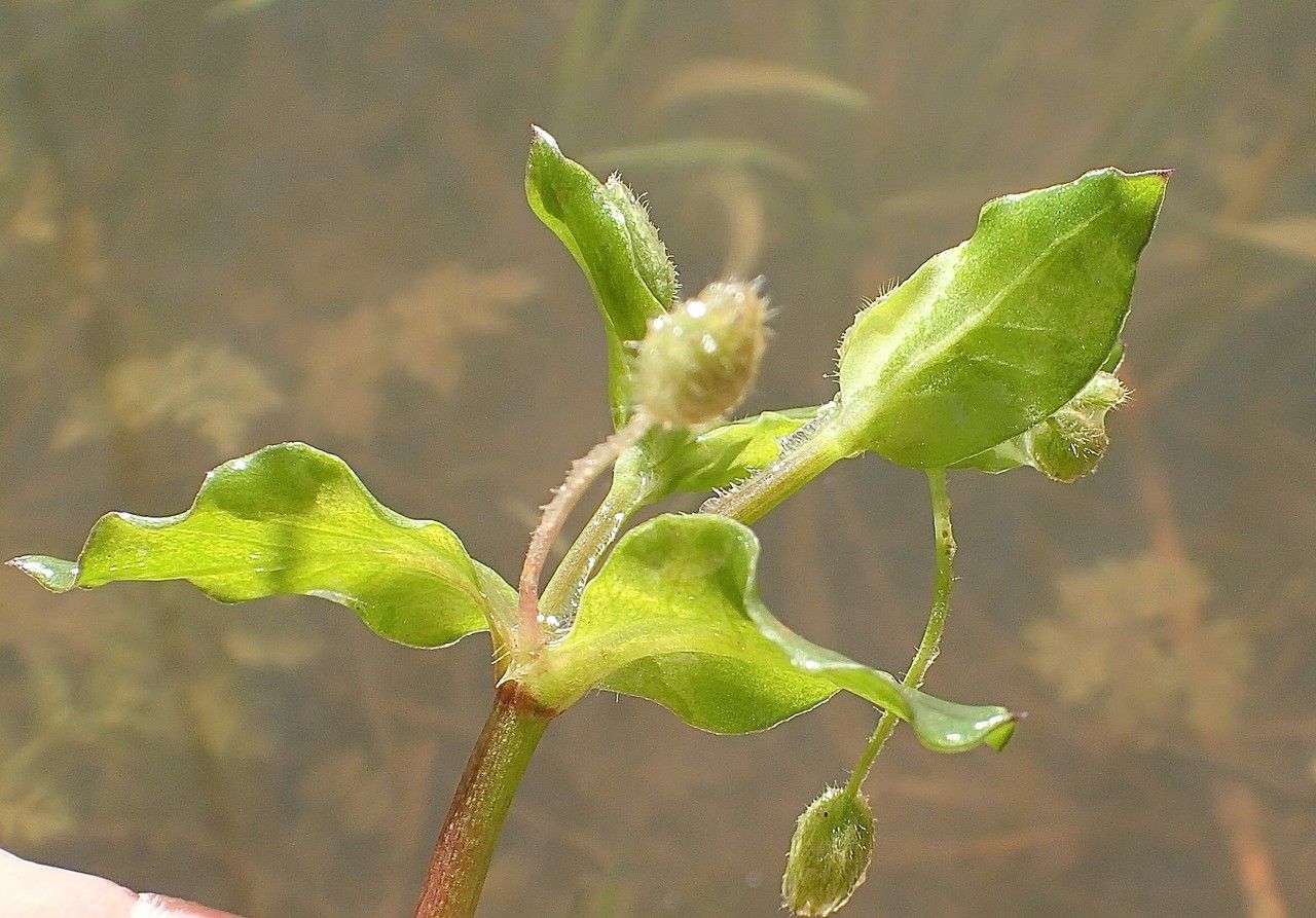 Myosoton aquaticum fruit