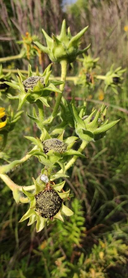 Silphium laciniatum fruit