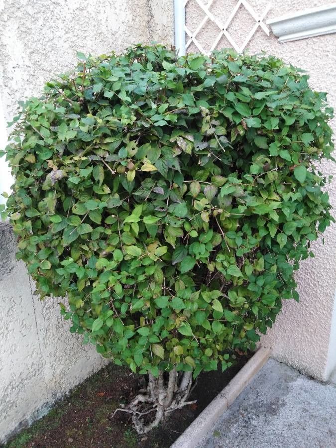 Piper kadsura — search result for 'Piperaceae'