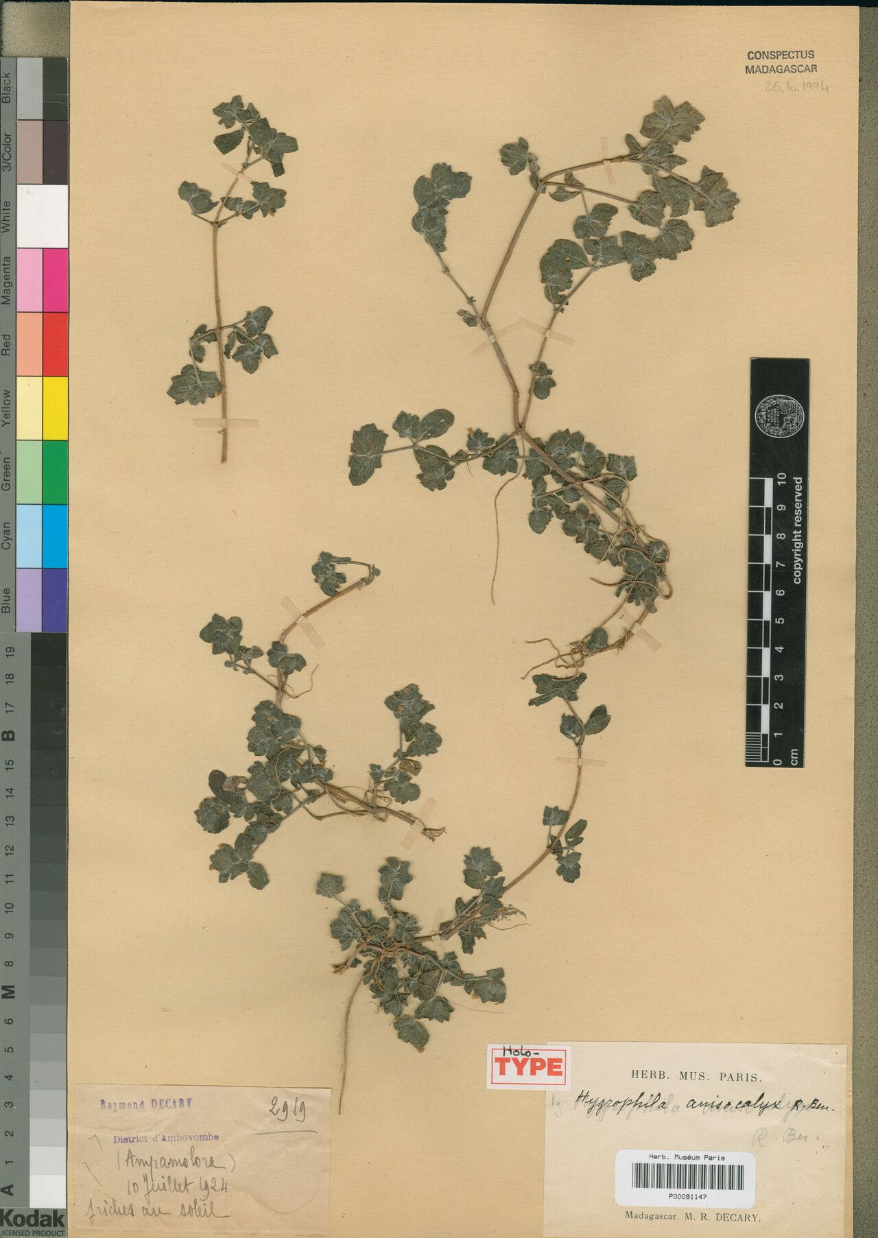 Hygrophila anisocalyx — related species from the same genus