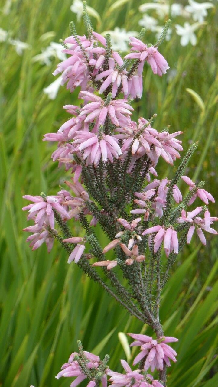 Erica bauera — search result for 'Erica'