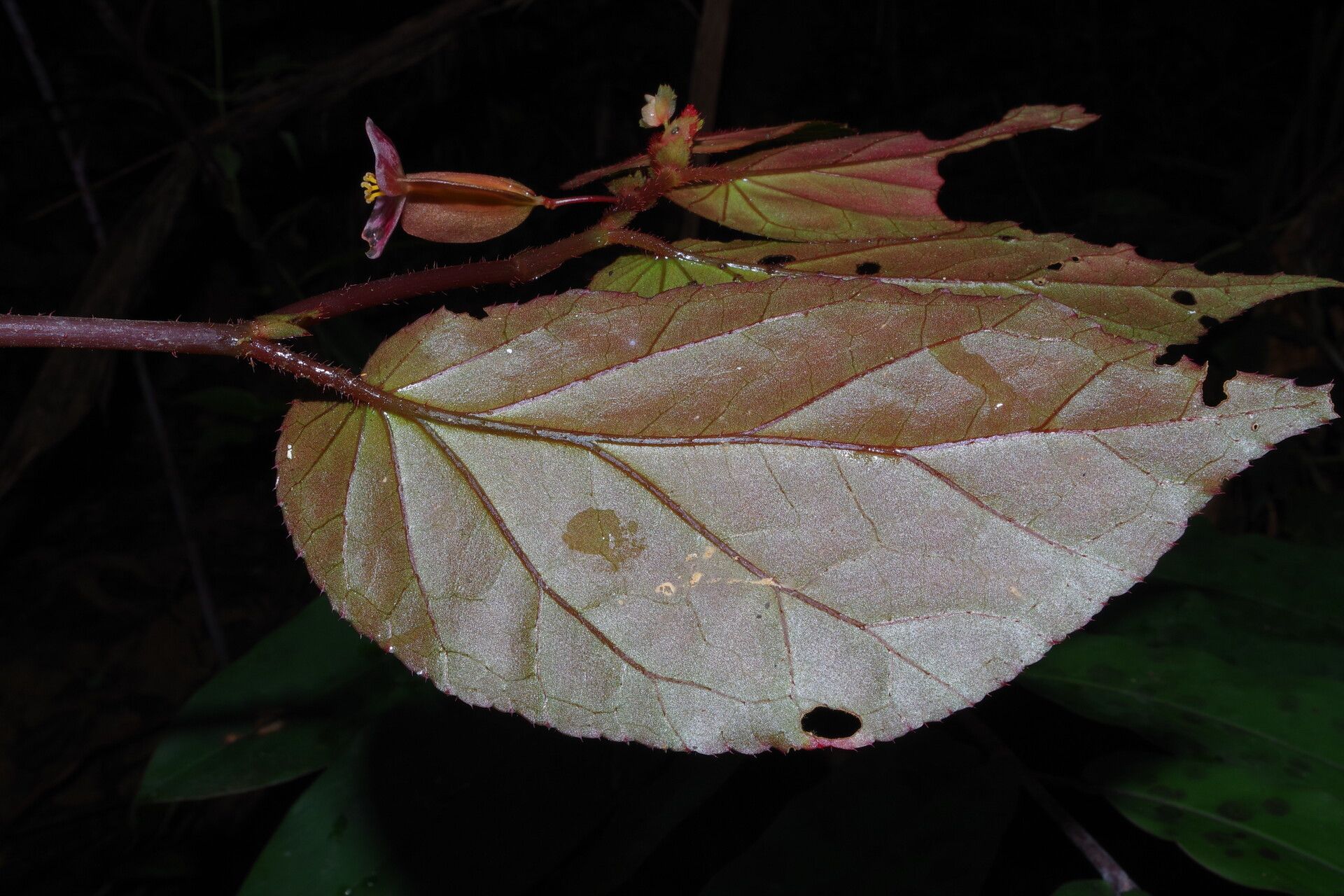 Begonia sessilifolia leaf
