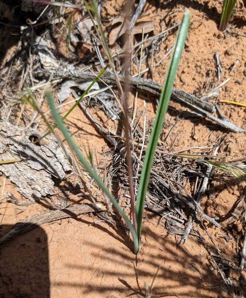 Dipterostemon capitatus