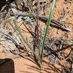 Dipterostemon capitatus