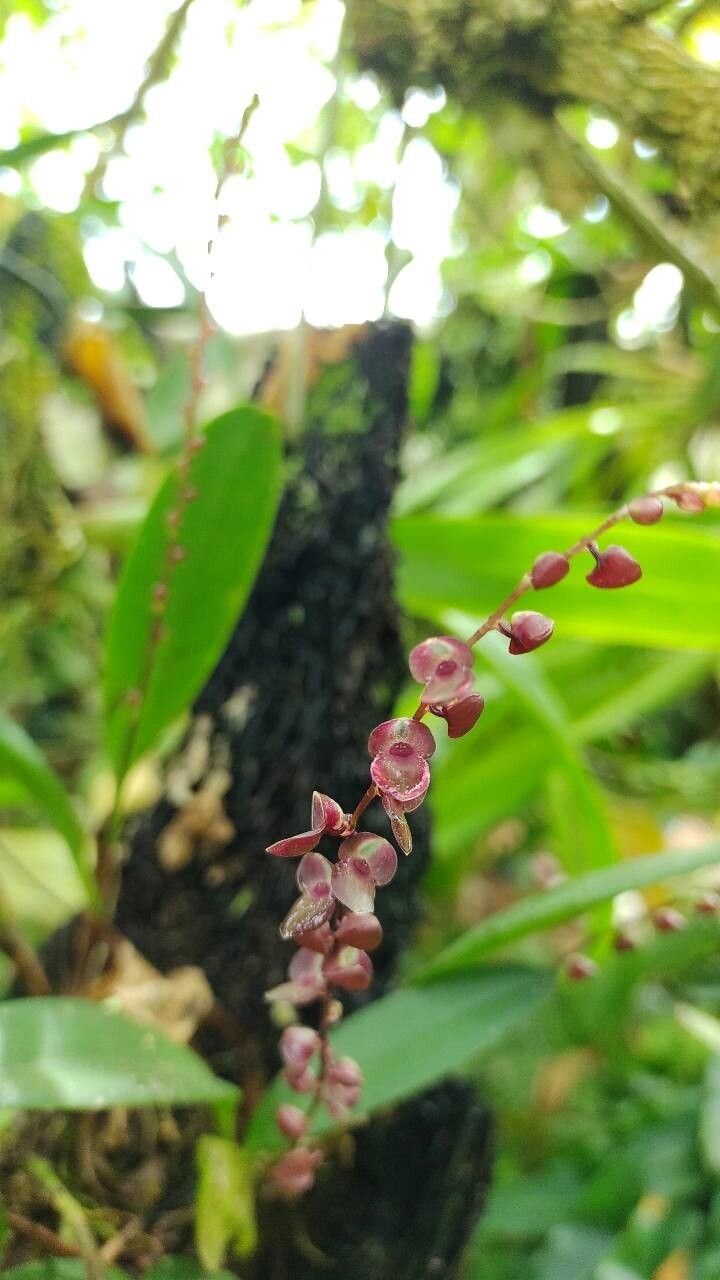 Stelis lankesteri flower