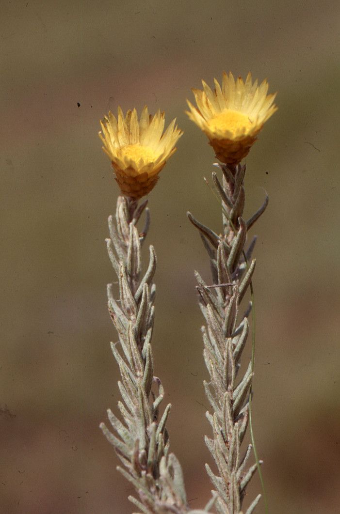 Helichrysum caespititium — search result for 'Helichrysum'