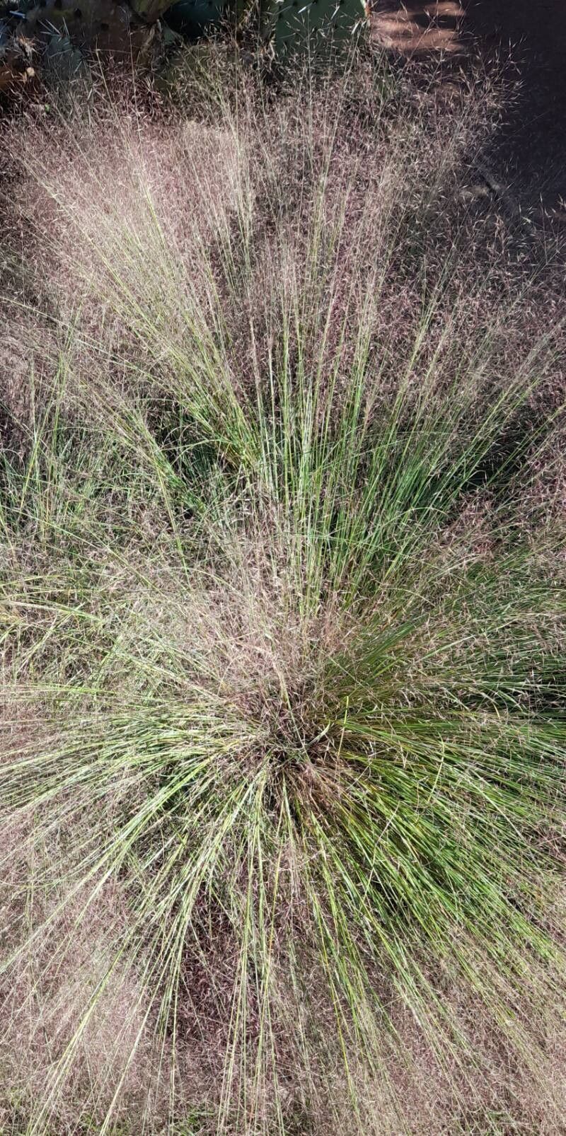 Muhlenbergia reverchonii habit