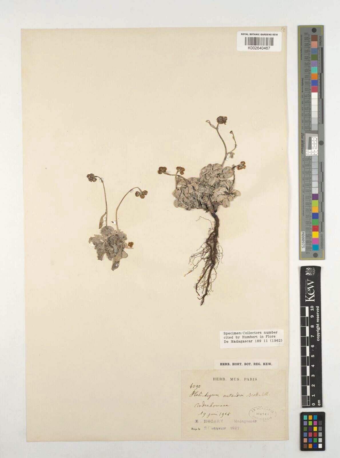 Helichrysum antandroi — houseplant care guide