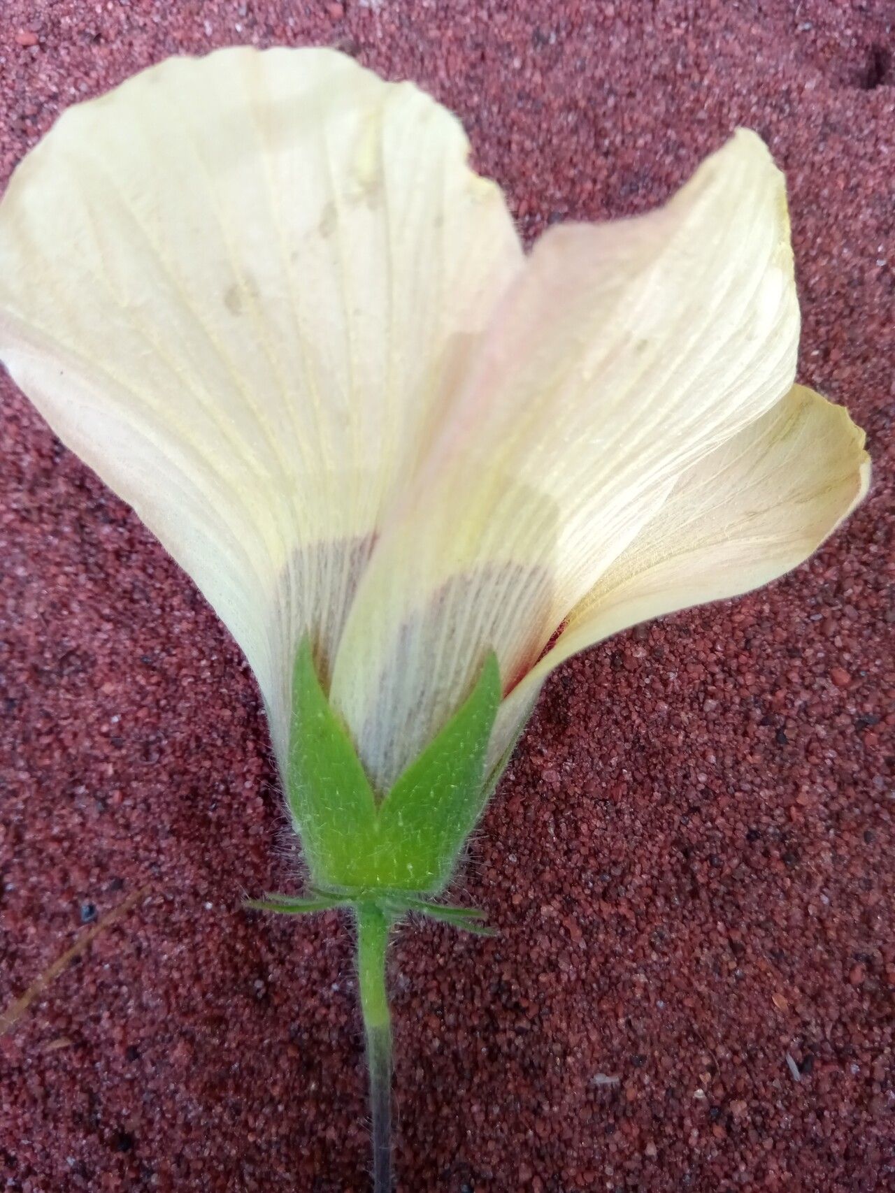 Hibiscus partitus flower