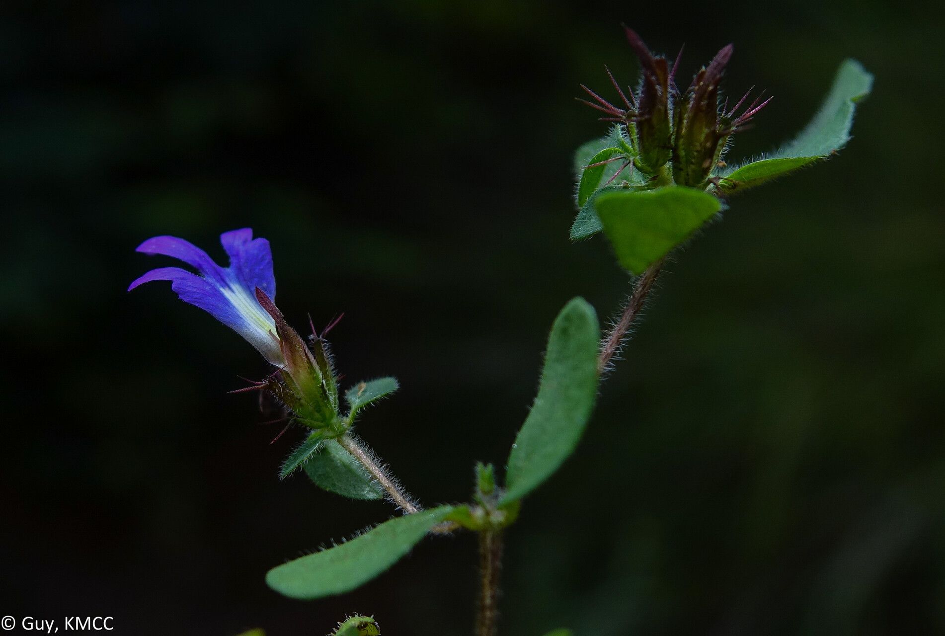 Blepharis maculata flower