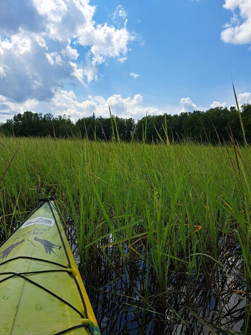 Zizania aquatica flower