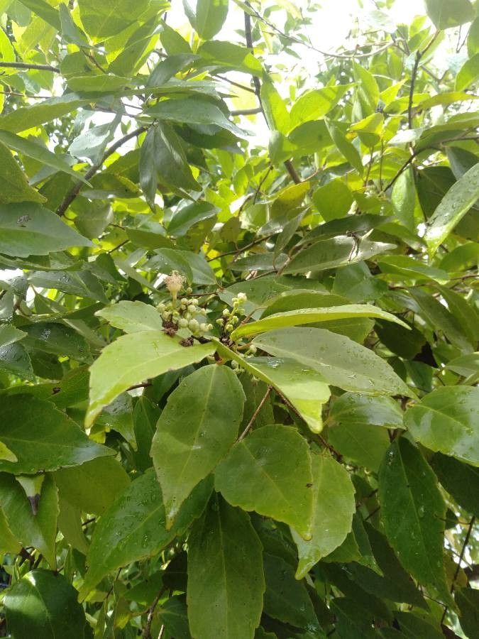 Syzygium curranii other