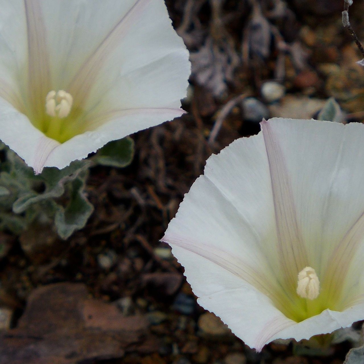 Calystegia collina flower
